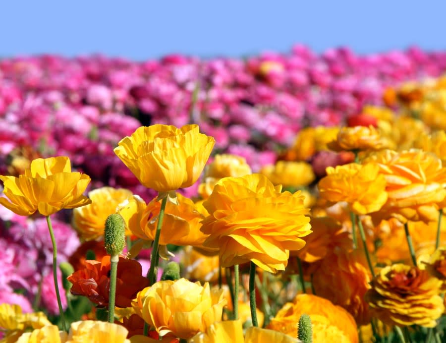 The Flower Fields in Carlsbad. (Credit: The Flower Fields)