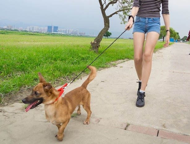 外出溜狗繫牽繩，並注意毛寶動動向，避免與陌生寵物接觸。   圖：新北市動保處提供