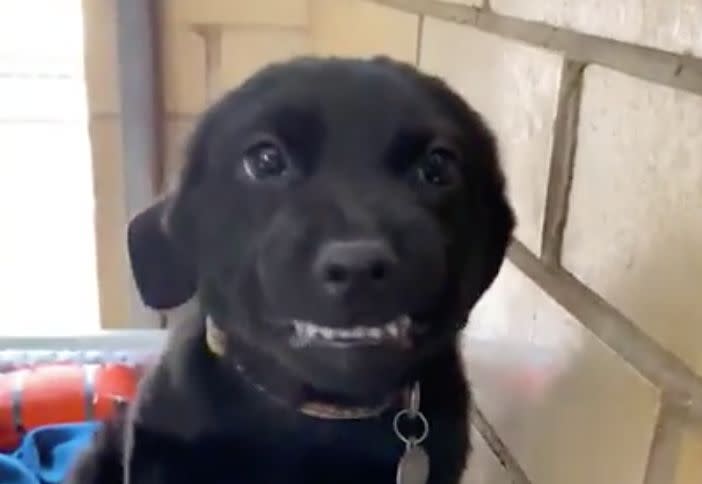 Burreaux went viral for his big smile, which a dog behavior expert said he may have picked up due to positive reinforcement. (Photo: Humane Society of Northwest Louisiana)