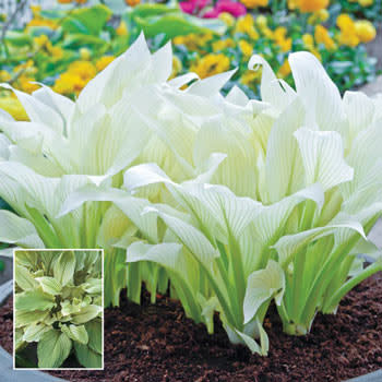 2) White Feather Hosta