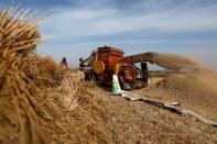 As Russia-Ukraine war continues, Gaza flour mills feel the heat