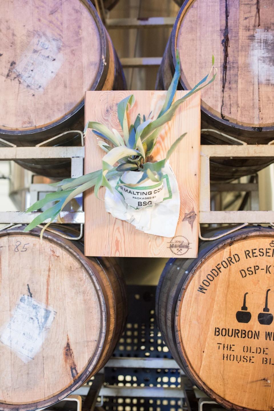 Staghorn Fern Wall Hanging