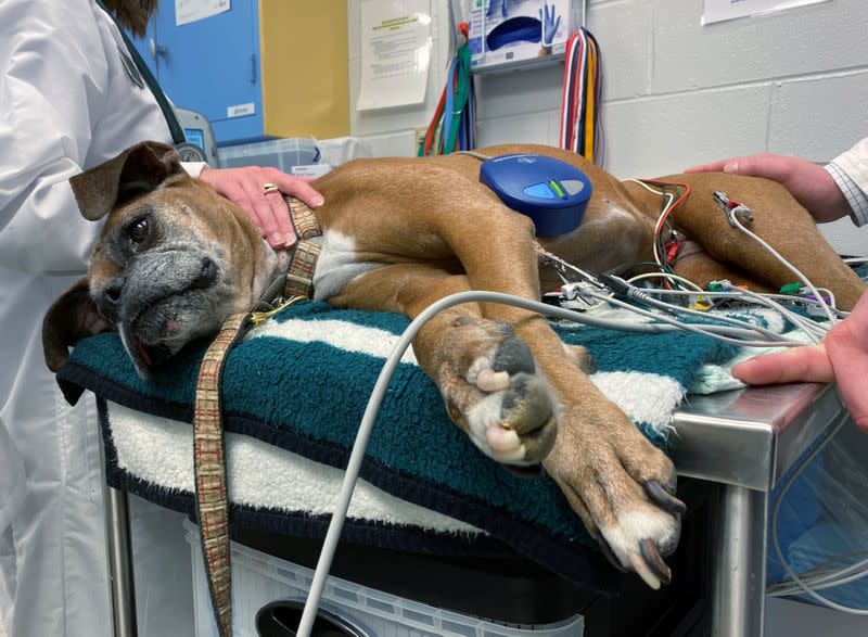 Sophie, the bulldog, undergoes a checkup after a cardiac ablation surgery at the School of Veterinary Medicine in Philadelphia