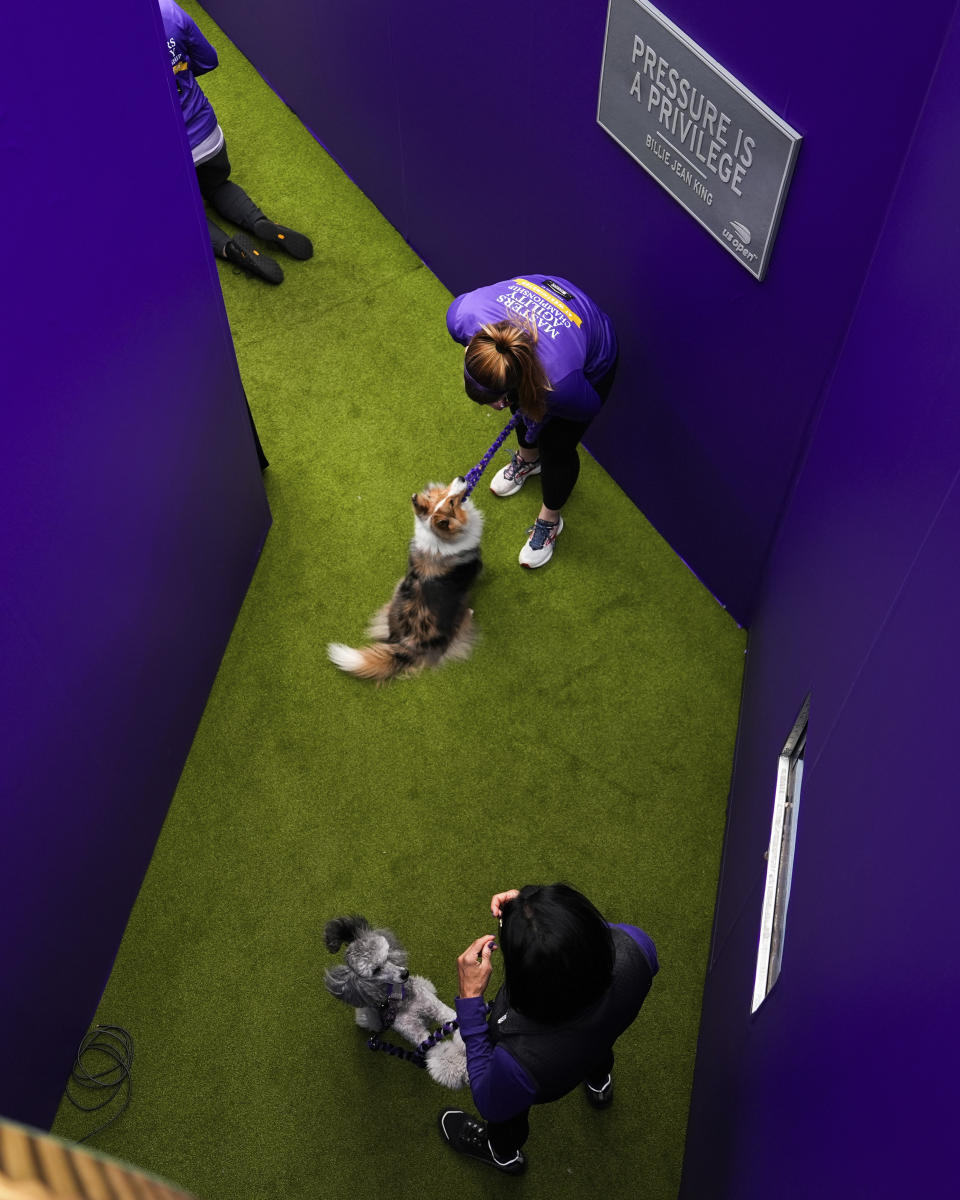 Dogs and handlers wait backstage during the 148th Westminster Kennel Club Dog show, Saturday, May 11, 2024, at the USTA Billie Jean King National Tennis Center in New York. (AP Photo/Julia Nikhinson)