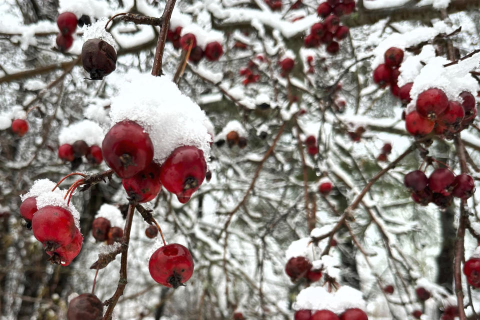 Snow clings to berries on a tree, Monday Dec. 4, 2023, in Portland, Maine. A storm dropped a mix of rain and snow on parts of New England, with some locations recording more than a half-foot of snow. (AP Photo/Patrick Whittle)