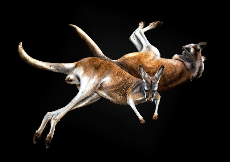 Two kangaroos laying down. (Photo: Pedro Jarque Krebs/Caters News)