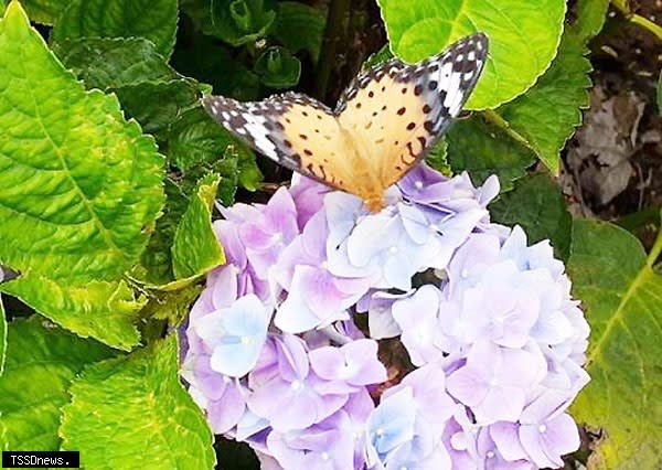 竹子湖繡球花季即將開始。（圖：北市產業局提供）