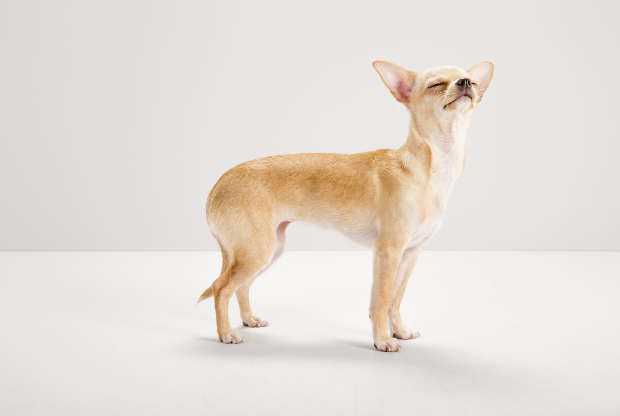 Chihuahua schnüffelt mit in die Luft gereckter Nase, grauer Studio-Hintergrund