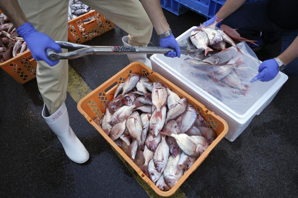 Local staff encase the sample fish to a cold box for a team of experts from the International Atomic Energy Agency (IAEA) with scientists from China, South Korea and Canada at Hisanohama Port in Iwaki, northeastern Japan Thursday, Oct. 19, 2023. A team of experts from the International Atomic Energy Agency (IAEA) is visiting Fukushima for its first marine sampling mission since the Fukushima Daiichi nuclear power plant started releasing the treated radioactive wastewater into the sea. (AP Photo/Eugene Hoshiko, Pool)