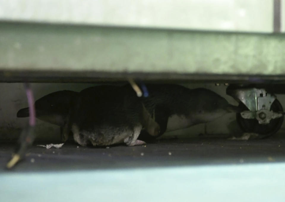 In this July 15, 2019, image made off from a video, penguins hide under fridge at a sushi shop in Wellington, New Zealand. A pair of "vagrant" blue penguins have been forcibly removed after waddling into a New Zealand sushi shop and refusing to leave. (TVNZ via AP)