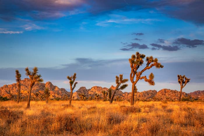 Joshua Tree National Park