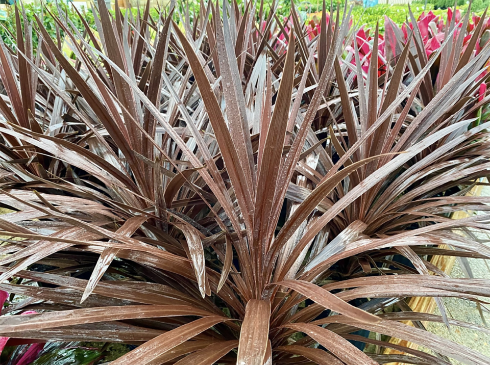 Dark foliage can create a striking visual effect.