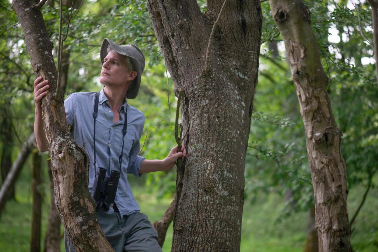 <span>Ecologist Charlie Gardner among the oak trees at Knepp estate in East Sussex. He is concerned about the long-term future of the species in England.</span><span>Photograph: Louise Jasper</span>