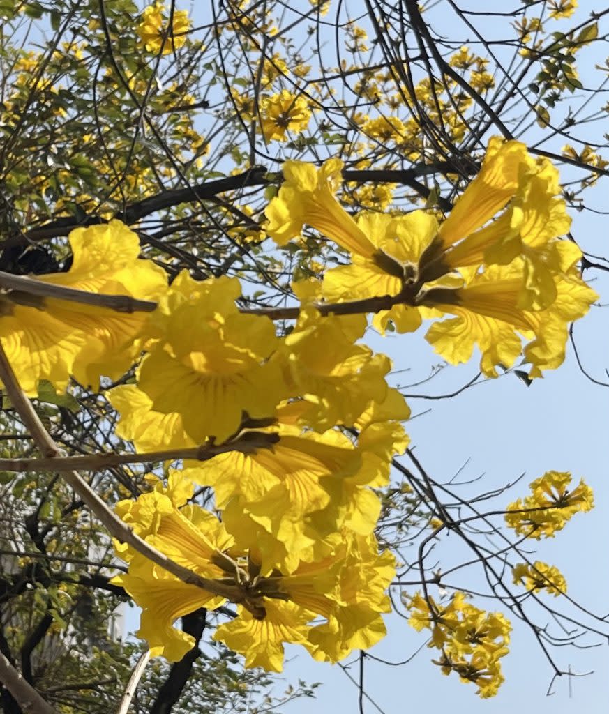 南寧街一整排黃花風鈴木綻開黃花。（記者陳治交攝）