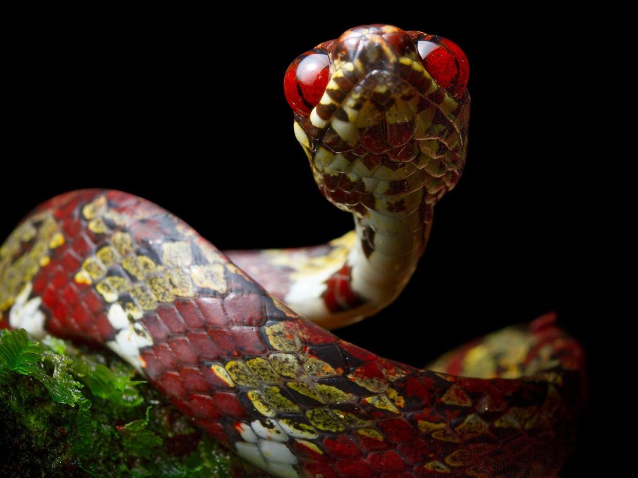 A red, yellow and white snake with large, glowing red eyes stares at the camera while sitting on a tree branch