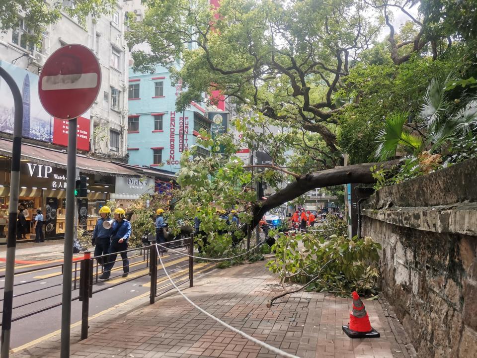 尖沙嘴海防道塌樹，20米高樹幹橫臥馬路，砸中私家車司機一度被困，消防救護到場。（網上圖片）