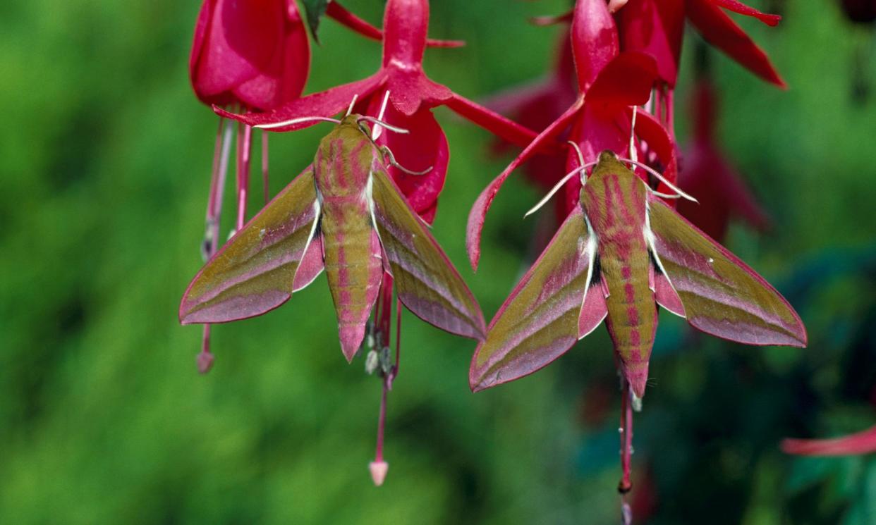 <span>Elephant hawk-moths were found in the grounds of Hampton Court Palace on the eve of the garden festival.</span><span>Photograph: Avalon.red/Alamy</span>