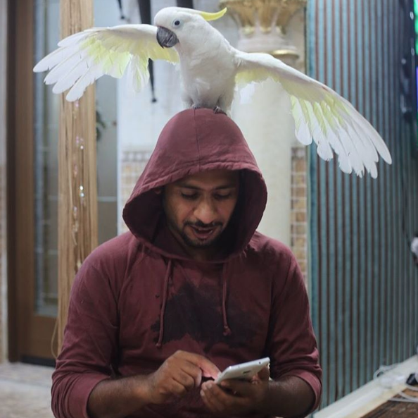 Por ello, el joven millonario los entrega a Jasim Ali, director del parque Al Khaimah Wildlife Park Ras en Emiratos Árabes Unidos, para su cuidado.