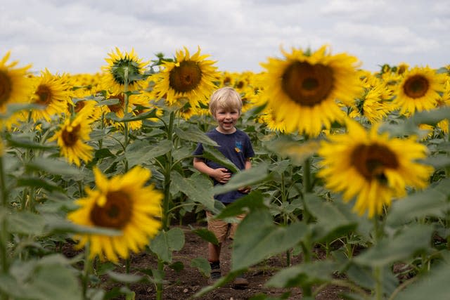 Sunflowers in bloom