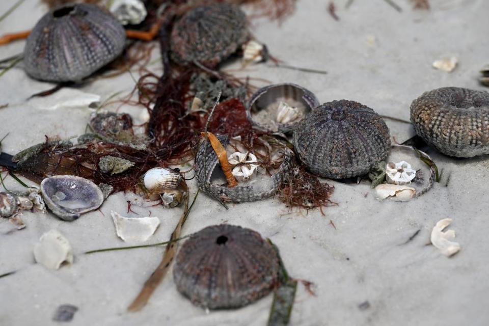 A variety of sea life was washed ashore on northern Anna Maria Island after Hurricane Idalia passed on August 31, 2023.