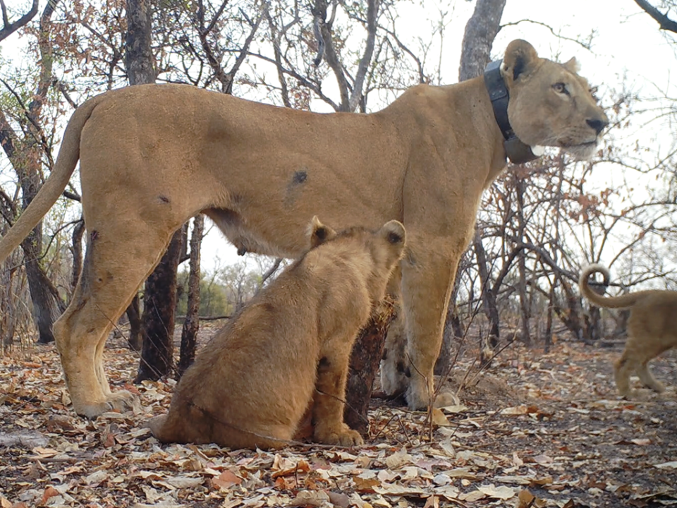 Panthera released images of a lioness and three cubs spotted in February by a remote cameras in the Niokolo-Koba National Park in Senegal. / Credit: Panthera/DPN/Everatt