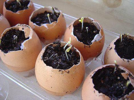 Eggshell Seedlings