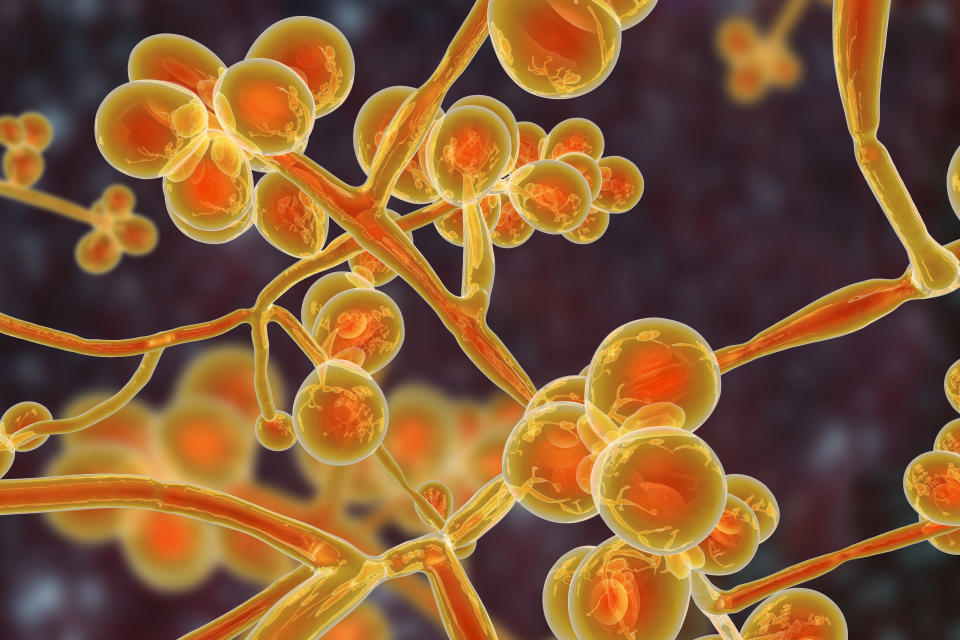 Candida auris fungi, emerging multidrug resistant fungus, 3D illustration