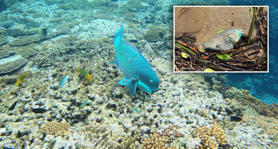 Background - a coral trout swimming on the Great Barrier Reef. Inset - a coral trout dead on the beach.