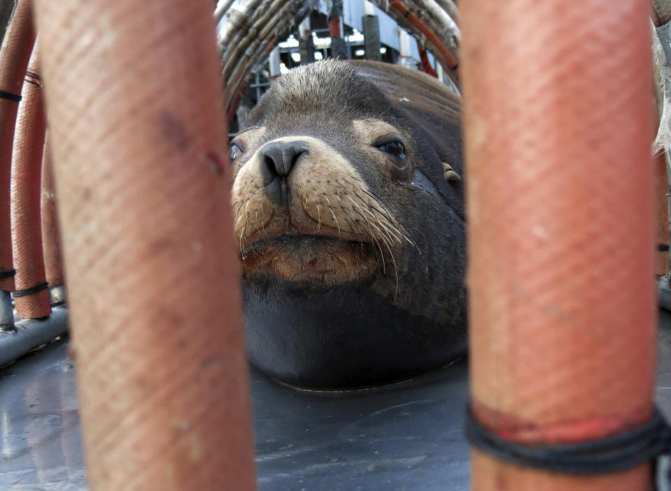 FILE - In this March 14, 2018, file photo, a California sea lion peers out from a restraint nicknamed "The Squeeze" near Oregon City, Ore., as it is prepared for transport by truck to the Pacific Ocean about 130 miles away. The male sea lion was released south of Newport, Ore., in a program designed to reduce the threat to wild winter steelhead and spring chinook salmon in the Willamette River. Oregon wildlife officials have started killing sea lions that threaten a fragile run of winter steelhead in the Willamette River. The state Department of Fish and Wildlife obtained a federal permit in November to kill up to 93 California sea lions per year below Willamette Falls south of Portland, Oregon Public Broadcasting reported Wednesday, Jan. 9, 2019. (AP Photo/Gillian Flaccus, File)