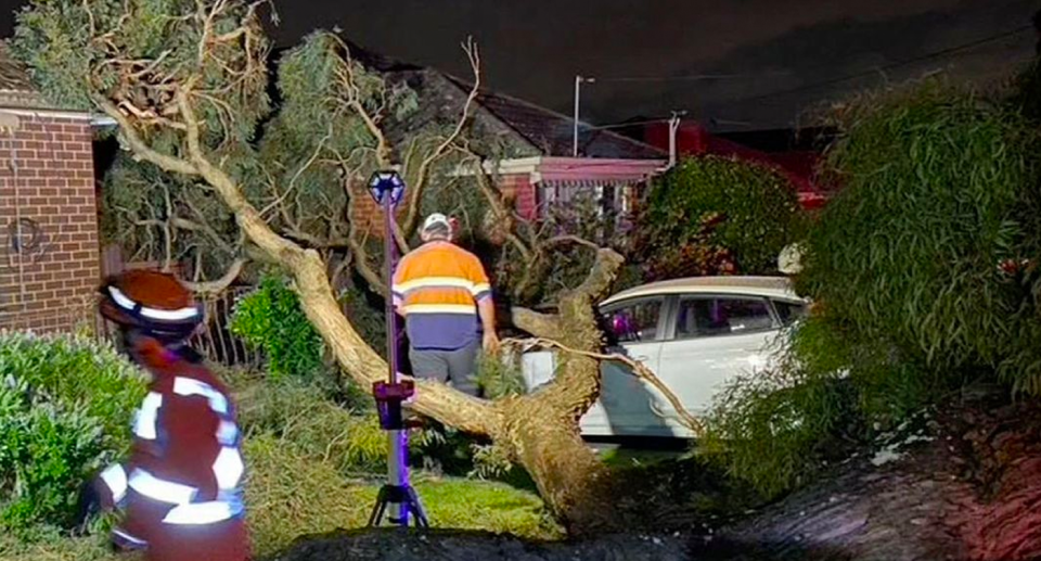 The tree that fell on the couple's home and car. 