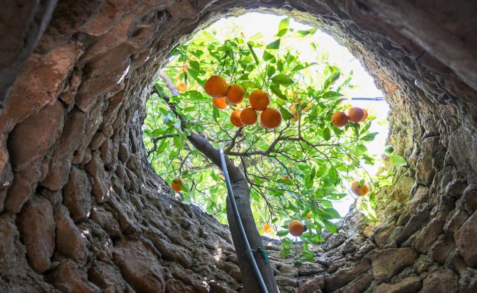 Un cítrico se estira hacia una abertura al cielo en los Forestiere Underground Gardens de Fresno, donde los árboles frutales plantados por Baldassare Forestiere siguen produciendo fruta mucho más allá de su vida útil normal.