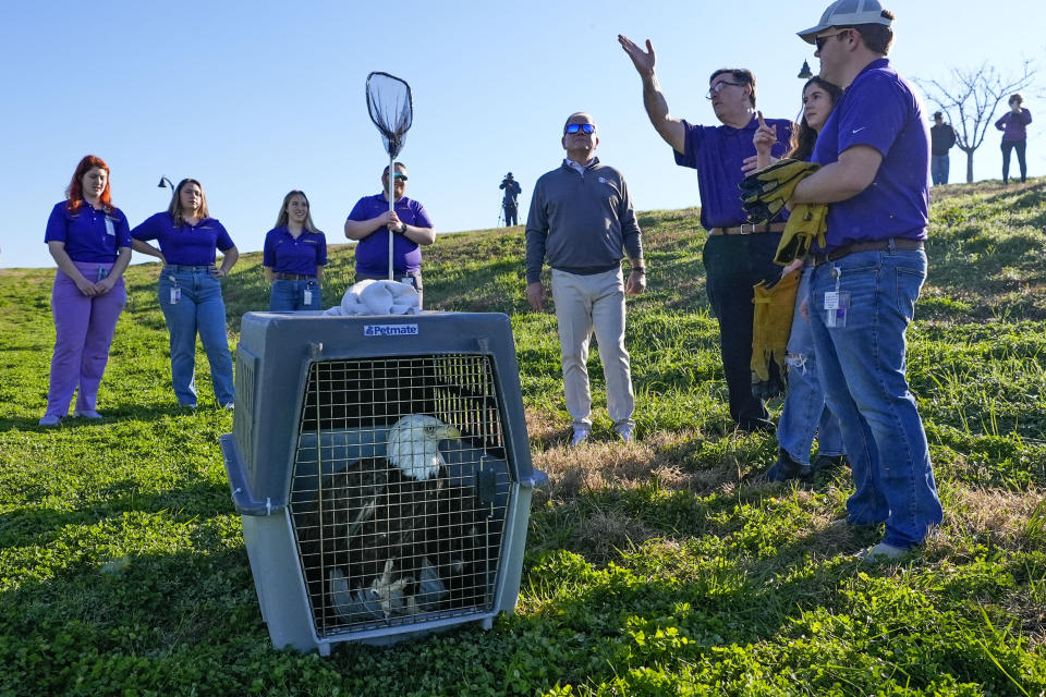 Dr. Mark Mitchell of the LSU School of Veterinary Medicine's Wildlife Hospital, points towards a likely route of flight of a rehabbed bald eagle that was being released with the ceremonial help of LSU head football coach Brian Kelly, center, along the Mississippi River in Baton Rouge, La., Friday, Feb. 2, 2024. Radiographs showed she had a left coracoid fracture. The coracoid bone is important for birds because it helps them with flight. Faculty, staff, and students at LSU Vet Med provided her with pain relief and cage rest, and is now fully flighted and ready to be released. (AP Photo/Gerald Herbert)