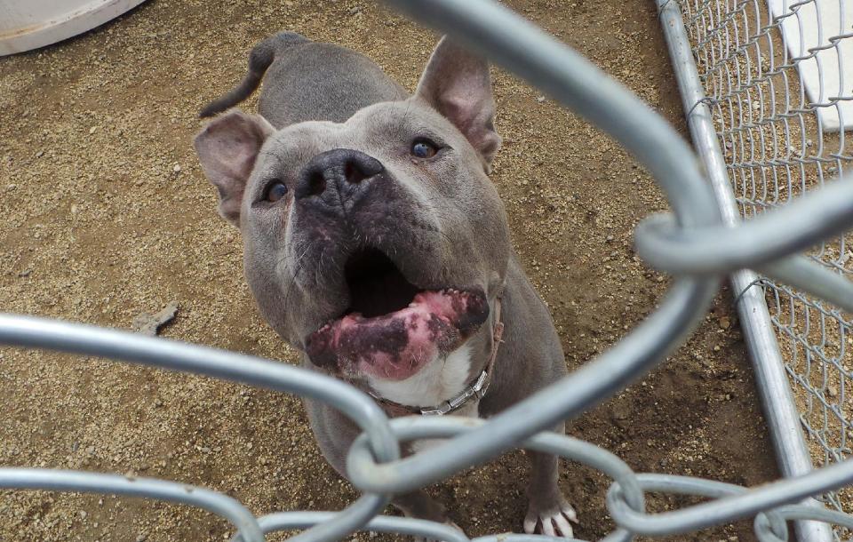 In this March 4, 2014, photo, a dog available for adoption barks at Downtown Dog Rescue in South Gate, Calif. Barking is one of the biggest causes of feuds in neighborhoods across America. Dogs usually bark if they are bored, afraid, or anxious, and owners can help with all of those things. Lori Weise, founder and owner of the rescue, teaches the rescue's 17 to bark on command. (AP Photo/Nick Ut)