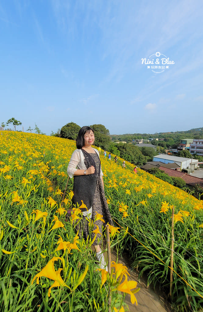 彰化花壇｜虎山巖金針花