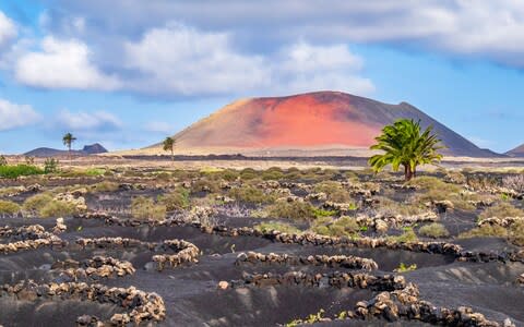 La Geria vineyard, Lanzarote - Credit: iStock