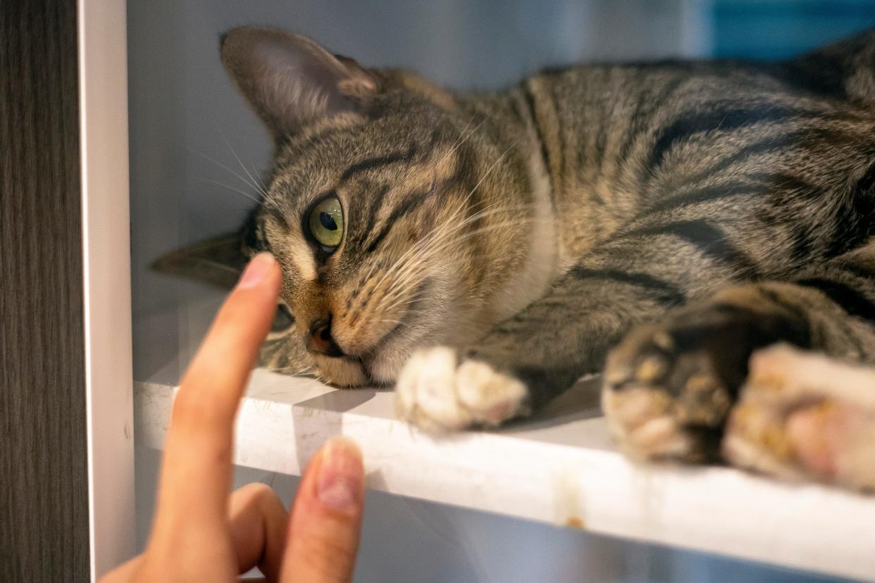 A cat available for adoption at the Athens Area Humane Society on Friday, May 27, 2022, in Athens. June is national Adopt-A-Cat Month.