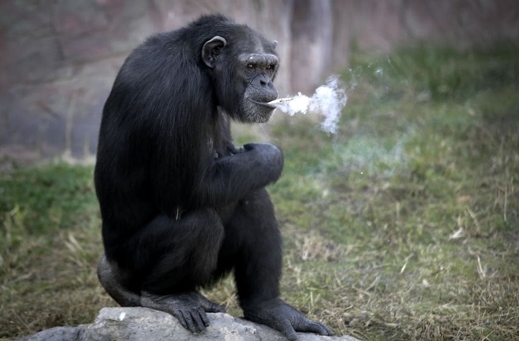 APTOPIX North Korea Smoking Chimp