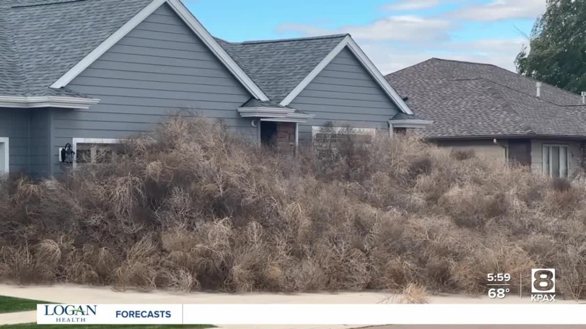 Tumbleweeds overwhelm Great Falls neighborhood