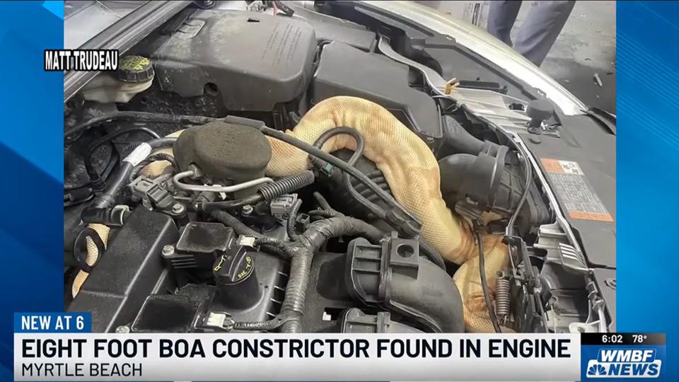 Mechanic Finds Boa Constrictor Under Ford’s Hood