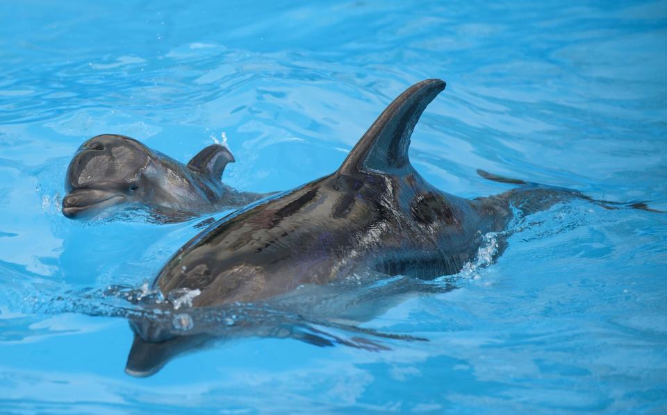 The new-born dolphin called Mir (Peace) swims with his mother named Beauty, during a dolphin performance in Nemo dolphinarium in Donetsk, eastern Ukraine, Tuesday, May 6, 2014. Dolphin called Mir (Peace) was born in a dolphinarium on the eve of of Labor Day in the restive eastern Ukrainian city of Donetsk. There is hope that the name will serve as a symbol of hope for the troubled region’s future: Peace. Only a few customers attended a dolphin performance Tuesday afternoon, a turnout that company representatives said might have been down to tensions in the city. (AP Photo/Evgeniy Maloletka)