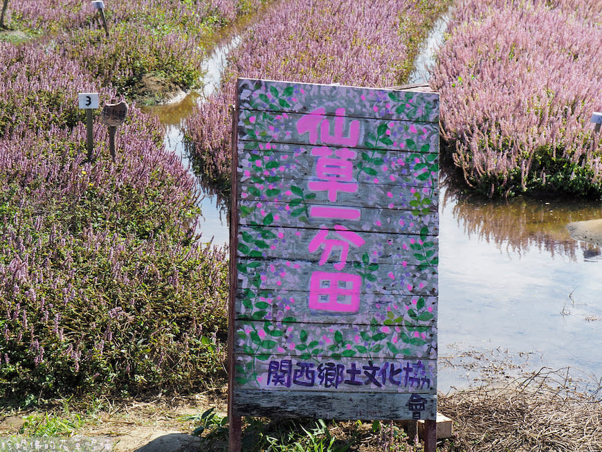 2023關西仙草花生活節