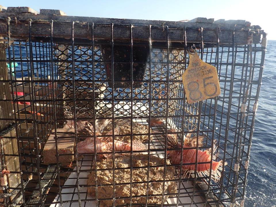 This photo provided by the Florida Fish and Wildlife Conservation Commission show lionfish caught in a modified lobster trap on March 5, 2020, in Atlantic waters off of Big Pine Key, Fla. Scientists are looking at traps as a better way to kill the beautiful but brutally destructive invaders with huge appetites than shooting them one by one with spearguns. Traps could also be used at depths spearfishers cannot reach.(Emily Hutchinson/Florida Fish and Wildlife Conservation Commission via AP)