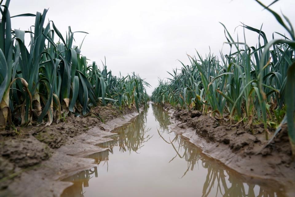 Leeks growing in a flooded field at TH Clements and Son Ltd near Boston, Lincolnshire (Joe Gidden/PA Wire)
