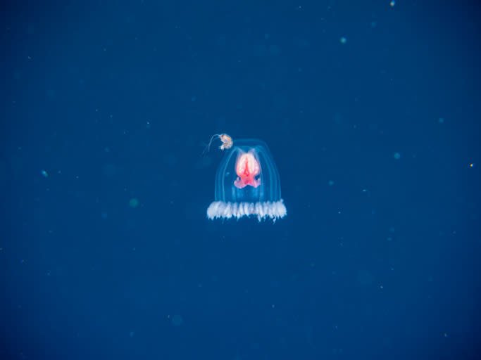 —u/AkkadBakkadBambeBo80Turritopsis dohrnii, aka the Immortal Jellyfish, can transform back into a polyp (the 