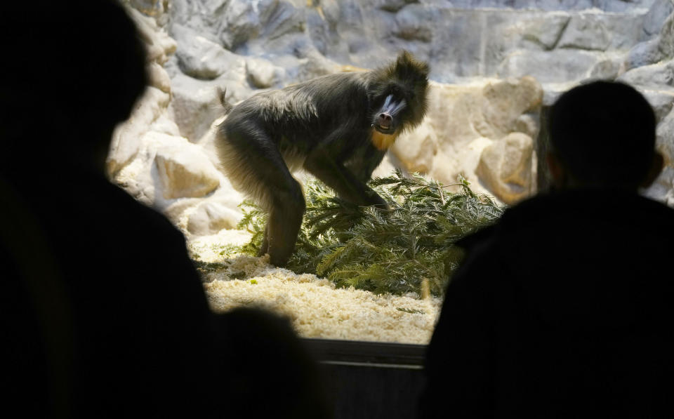 Parents and children look at a Mandrill move a Christmas tree in the monkey enclosure after the children received a COVID-19 vaccine at the Antwerp Zoo in Antwerp, Belgium, Wednesday, Jan. 12, 2022. In an effort to make children more at ease in getting their vaccine, specially designed safari tents with photos of zoo animals have been installed to provide a more private setting with a vaccinator. Once they have received the vaccine, children and parents can stroll through the greenhouse and visit the monkey enclosure. (AP Photo/Virginia Mayo)