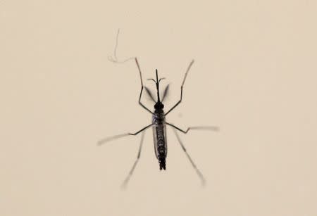 An Aedes aegypti mosquitoe is seen at the Laboratory of Entomology and Ecology of the Dengue Branch of the U.S. Centers for Disease Control and Prevention in San Juan, March 6, 2016. Picture taken March 6, 2016. REUTERS/Alvin Baez