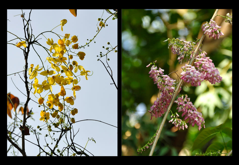 Trees of Bangalore