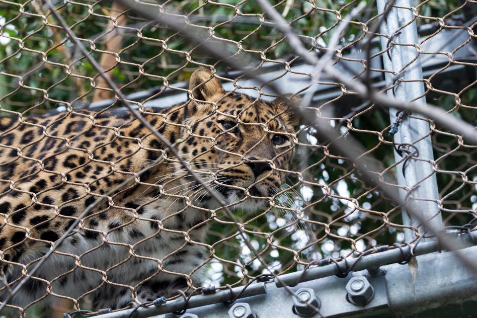 An Amur leopard at the Philadelphia Zoo Monday, April 25, 2022.