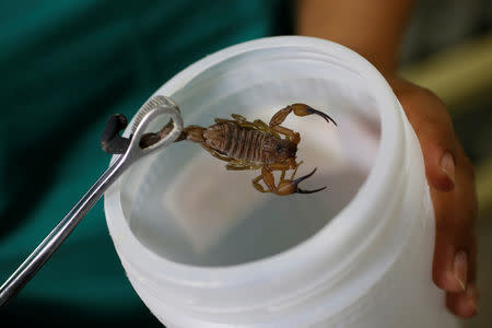 A worker removes a scorpion from a plastic container for venom extraction to produce homeopathic medicine Vidatox at LABIOFAM, the Cuban state manufacturer of medicinal and personal hygienic products in Cienfuegos, Cuba, December 3, 2018. REUTERS/Stringer