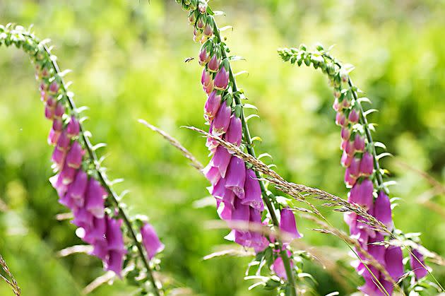 Foxgloves (Digitalis purpurea) are highly toxic to dogs and cats. (Photo: G.N. van der Zee via Getty Images)